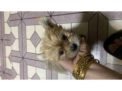 Ocaen pearl yorkshire terrier