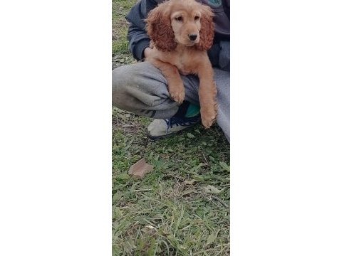 İngiliz cocker 2 adet sahiplendirme
