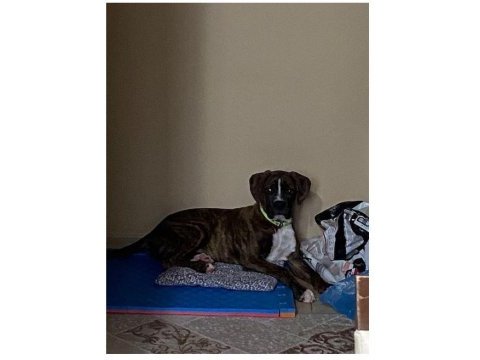 10 aylık boxer