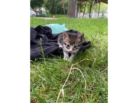 40 günlük kedimiz yavrumuza yuva arıyoruz