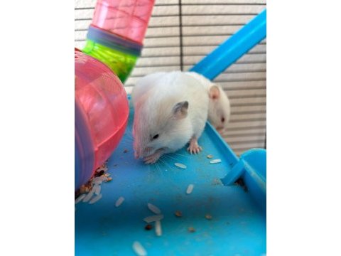 Bebek suriye hamster