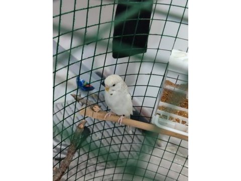 1 yaşında dişi muhabbet kuşu