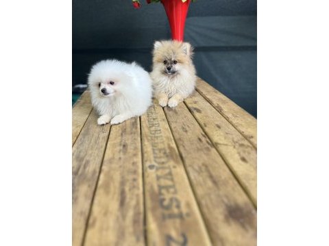 Pomeranian yavrularımız