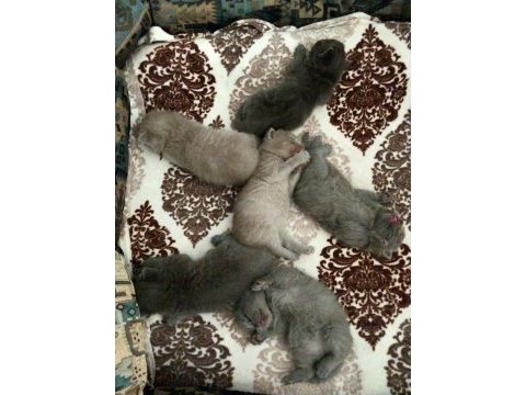 British shorthair