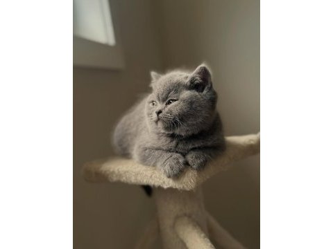 British shorthair yavruları 