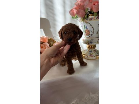 Yavru poodle anti alerjik