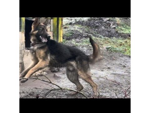 Anne malinois baba alman kurdu