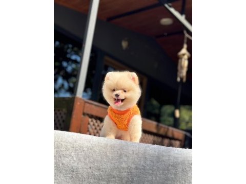 Sağlık ve ırk garantili pomeranian