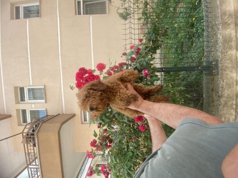 Kaliteli kore kan poodle