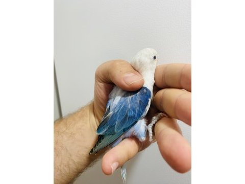 Cennet papağanı yavrular (üst mutasyon)