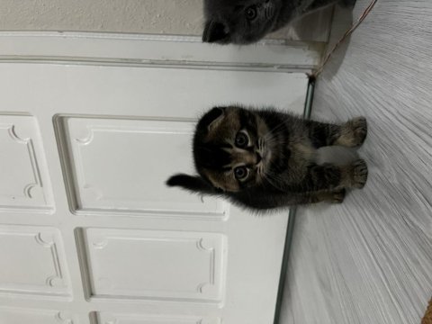 Scottish fold ve british shorthair yavrular