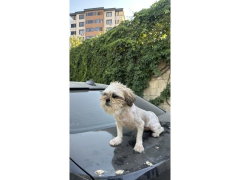 Safkan dişi shih tzu