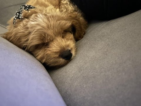 3 aylık maltipoo oğlum