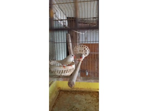 Zebra finch hint bülbülleri klasik ve mutasyon renklerde