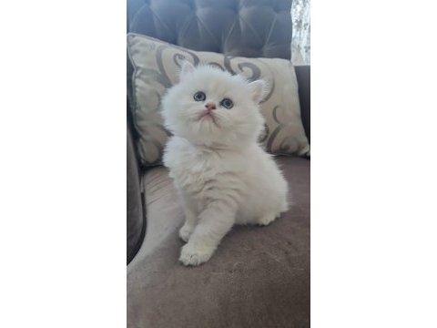 British longhair / erkek