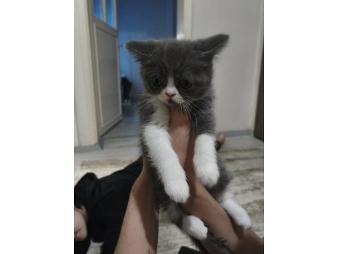 3 temmuz doğumlu dişi exotic shorthair