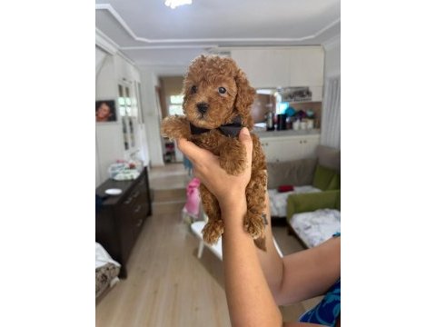 Toy poodle safkan bebeklerimiz