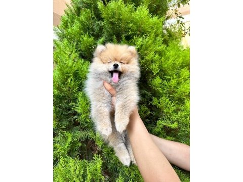 Pomeranian boo ayı surat