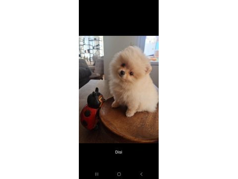 Pomeranian çok uygun