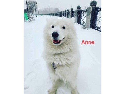 Samoyed bebekler