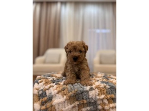 İpek gibi maltipoo
