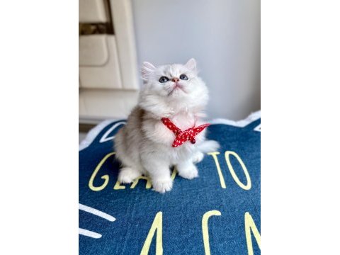 Kaliteli silver white british longhair bebekler