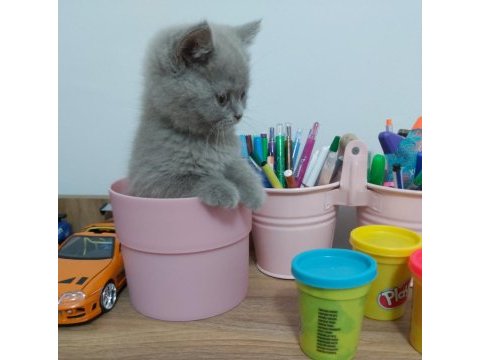 Safkan lilac british shorthair yavru