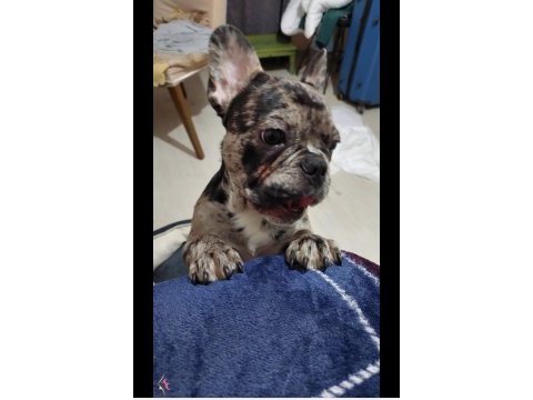 4,5 aylık french bulldog