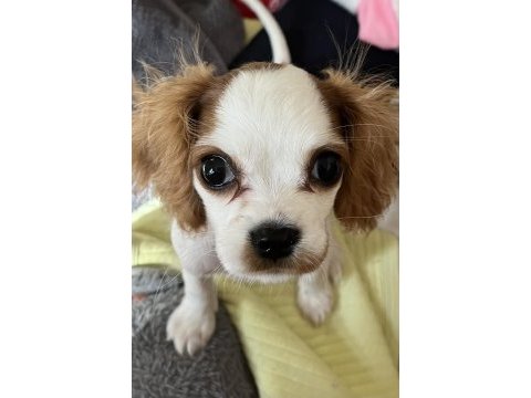 Minik cavalier king charles kızımız