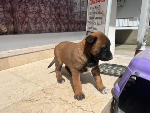 1 aylık dişi belçika kurdu yavrusu vardır