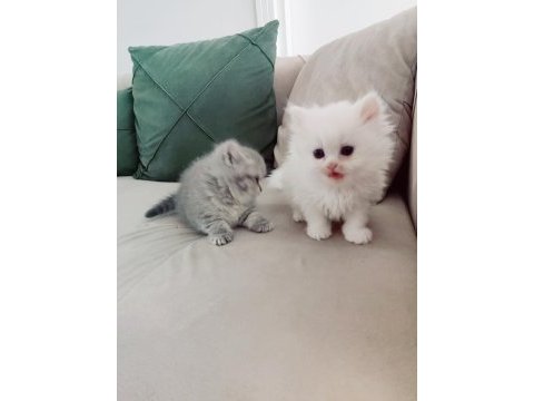 3 aylık iran kedisi