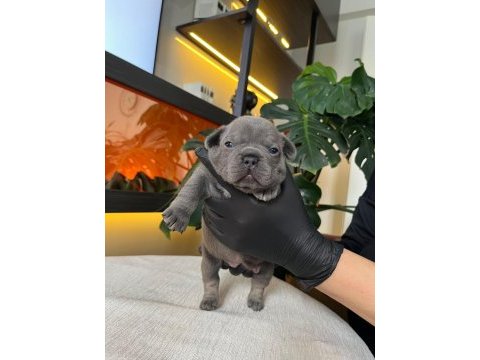 Rengarenk french bulldog yavrularım rezerveye açık