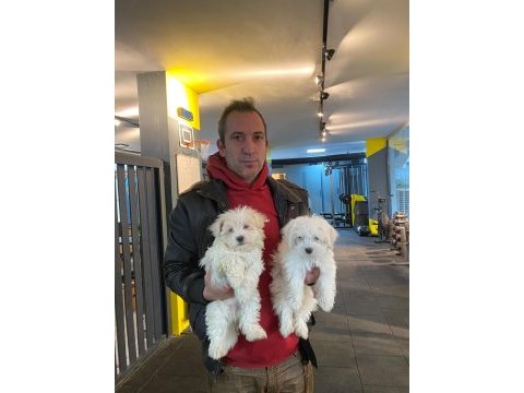 Emsalsiz safkan morkie bebeklerimiz