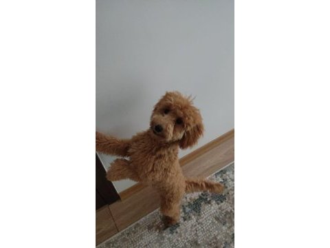 Erkek toy poodle
