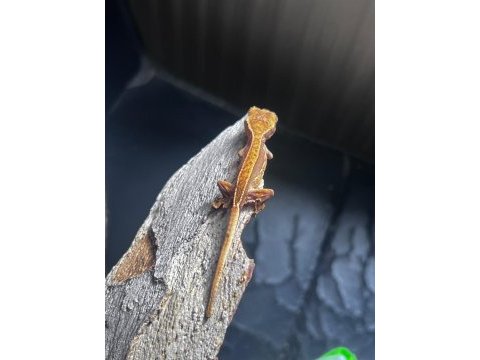 Crested gecko sahiplendirme