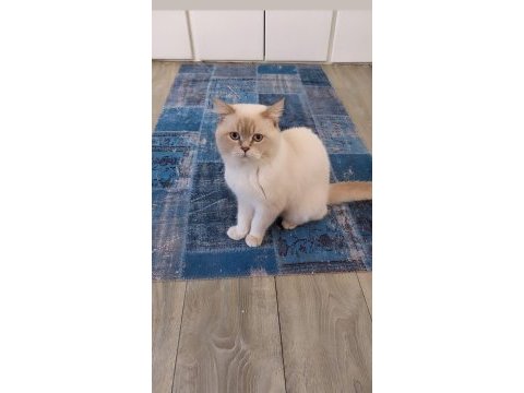Ücretsiz red point british shorthair