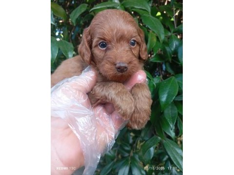 Irk ve sağlık garanti orjinal maltipoo yavrularımuz
