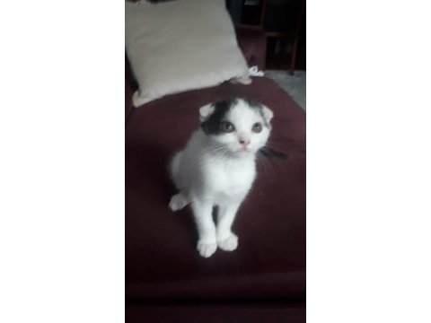 Kedimizi sahiplendirmek istiyoruz acill