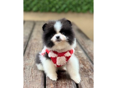 2 aylık dişi pomeranian yavru