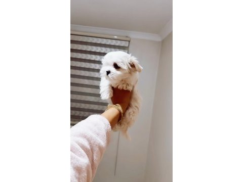 Orjınal maltese dişi terrier