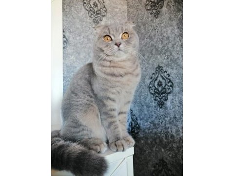Scottish fold kedisi