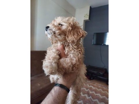 Harika toy poodle iki aylık