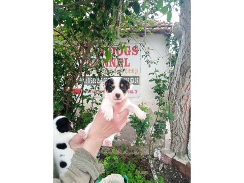 Sdk çiftlikten kısa bacak jack russell terrierler