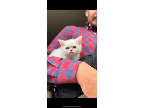 Scottish fold