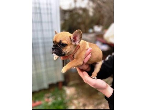 Sevimli pug köpekler