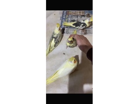 Bebek alışkın sultan papağanları