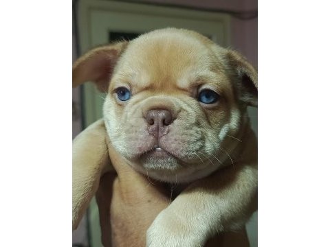 Egzotik french bulldog