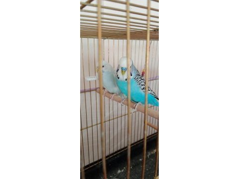 Çift muhabbet kuşu sağlıklı
