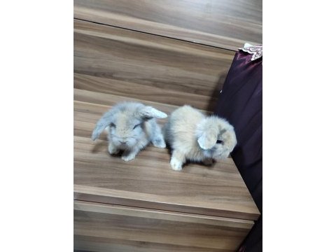 Hollanda teddy lop tavşan
