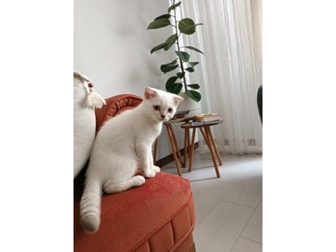 Scottish fold kızımız yeni ailesine kavuşmayı bekliyor